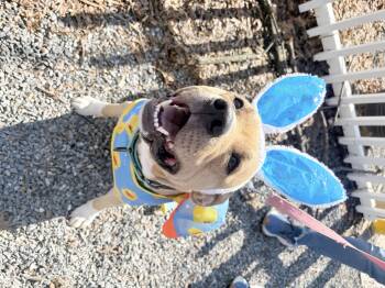 Pit Bull Terrier Dogs Available for Adoption - Kenobi | PetCurious