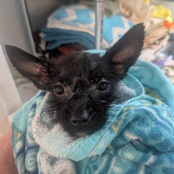 Seven -  Chihuahua and Terrier Dog for Adoption in Brownsboro, Alabama - Seven | PetCurious