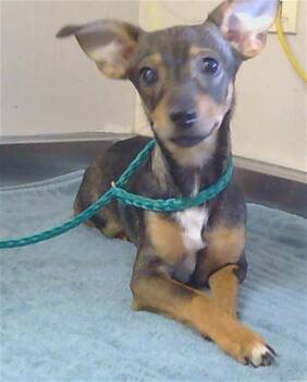 Chihuahua and Miniature Pinscher Dogs Available for Adoption - JAXON | PetCurious