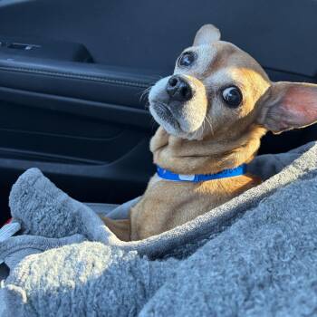 Ziggy -  Dachshund and Chihuahua Dog for Adoption in Henderson, Nevada - Ziggy | PetCurious