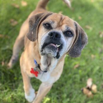 Rescue Pug and Beagle Dogs for Adoption in Decorah, Iowa - Buck | PetCurious