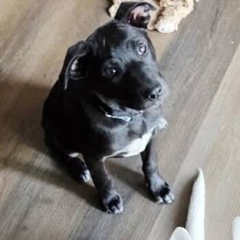 Rescue Mixed Breed Dogs for Adoption in Jeffersonville, Indiana - Roxie | PetCurious