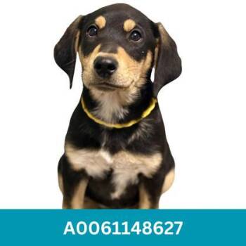 Chipper -  Labrador Retriever Dog for Adoption in Red Bluff, California - Chipper | PetCurious