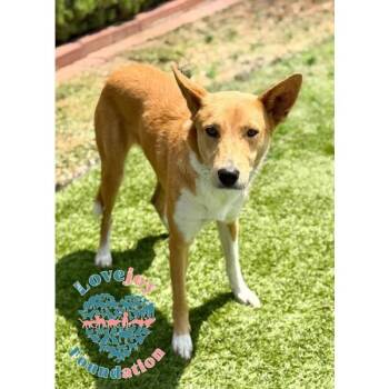 Tangerine COH -  Carolina Dog and Basenji Dog for Adoption in Inglewood, California - Tangerine COH | PetCurious