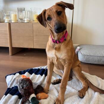 Nellie -  Labrador Retriever and Golden Retriever Dog for Adoption in Los Angeles, California - Nellie | PetCurious