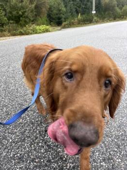 Buddy -  Golden Retriever Dog for Adoption in Sechelt, British Columbia - Buddy | PetCurious