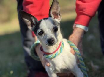 Rescue Chihuahua Dogs for Adoption in Meherrin, Virginia - Methuselah | PetCurious