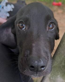 Scooby -  Mixed Breed Dog for Adoption in Osseo, Michigan - Scooby | PetCurious