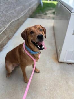 Labrador Retriever Dogs Available for Adoption in Saint Charles, Missouri - Red | PetCurious