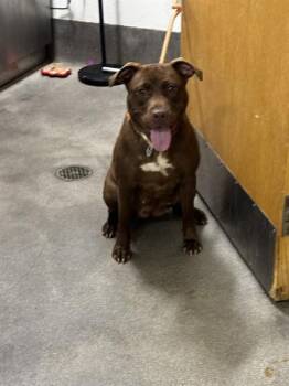 PHOENIX -  Pit Bull Terrier Dog for Adoption - PHOENIX | PetCurious