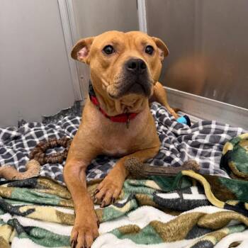 Conor -  Pit Bull Terrier and Mixed Breed Dog for Adoption - Conor | PetCurious