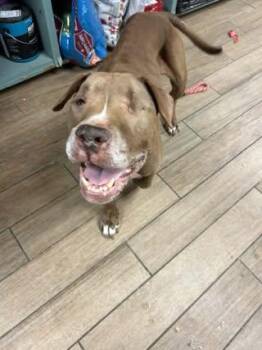 Hayes -  Pit Bull Terrier Dog for Adoption in Rowlett, Texas - Hayes | PetCurious