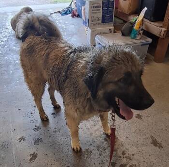 Rescue Akita and Anatolian Shepherd Dogs for Adoption in Quinlan, Texas - Shelby | PetCurious