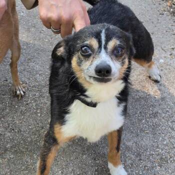 Chihuahua and Miniature Pinscher Dogs Available for Adoption in Wichita, Kansas - Shorty | PetCurious