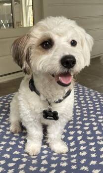 Havanese and Schnoodle Dogs Available for Adoption in Coppell, Texas - Todo | PetCurious