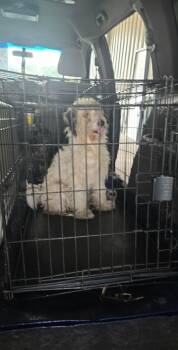 Rescue Poodle Dogs for Adoption in Gainesville, Virginia - Henri | PetCurious