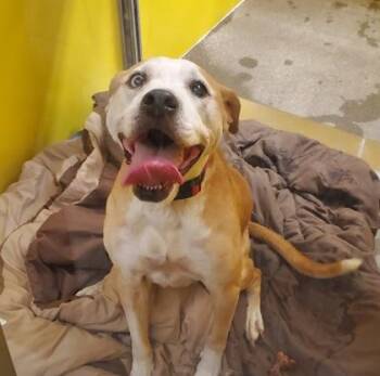 Kenzie -  Labrador Retriever and Mixed Breed Dog for Adoption in Kansas City, Missouri - Kenzie | PetCurious