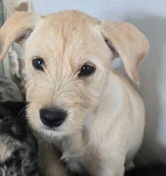 Violet -  Giant Schnauzer and Australian Cattle Dog Blue Heeler Dog for Adoption in Longview, Texas - Violet | PetCurious