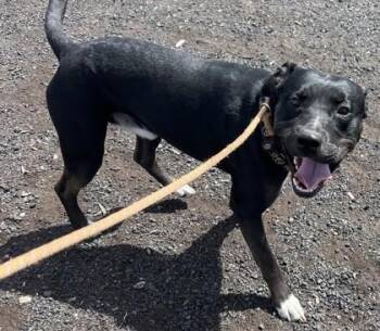 Bubba -  Mixed Breed Dog for Adoption in Pendleton, Oregon - Bubba | PetCurious