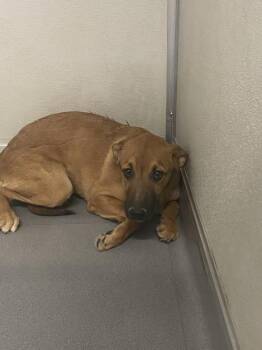 Hunter -  Shepherd Dog for Adoption in Victorville, California - Hunter | PetCurious