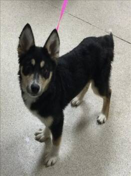 Siberian Husky Dogs Available for Adoption in Riverside, California - NOVA | PetCurious