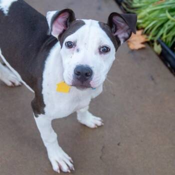 Pit Bull Terrier and Pointer Dogs Available for Adoption in St. Louis, Missouri - LILLY | PetCurious