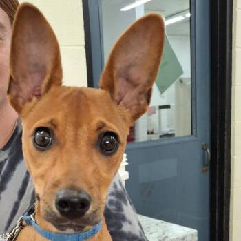 Trixie -  Chihuahua and Dachshund Dog for Adoption in Zanesville, Ohio - Trixie | PetCurious