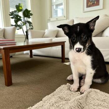 Rescue Border Collie Dogs for Adoption in Valparaiso, Indiana - Ada | PetCurious