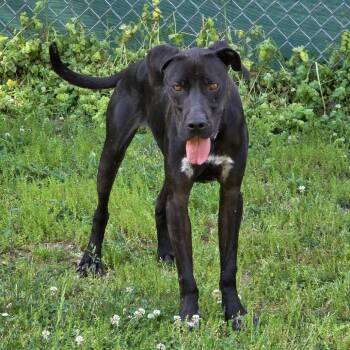 Bubba -  Boxer and Mixed Breed Dog for Adoption in Marble, North Carolina - Bubba | PetCurious