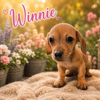 Winnie -  Chihuahua and Miniature Dachshund Dog for Adoption in Hohenwald, Tennessee - Winnie | PetCurious