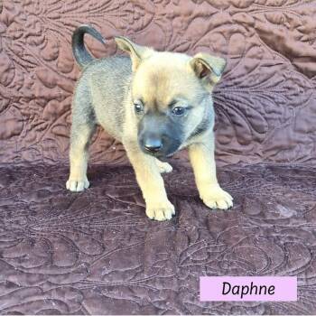 Australian Cattle Dog Blue Heeler Dogs Available for Adoption - Daphne (Darcy