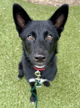 Saturn -  Mixed Breed Dog for Adoption in Wichita, Kansas - Saturn | PetCurious