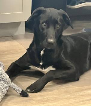 Chuck -  Mixed Breed Dog for Adoption in Emmett, Idaho - Chuck | PetCurious