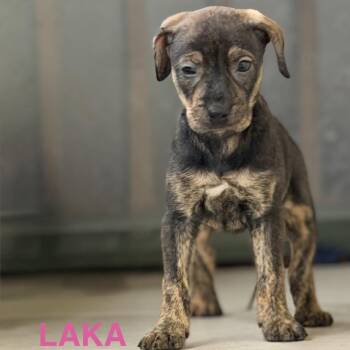 Laka -  Mixed Breed Dog for Adoption in Keaau, Hawaii - Laka | PetCurious