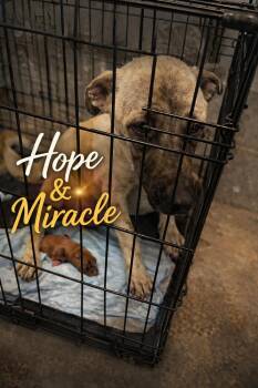 Shepherd Dogs Available for Adoption in Oswego, South Carolina - Mama Hope - Available After Spay - 6/1/2026 | PetCurious