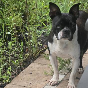 Ana -  Boston Terrier Dog for Adoption in Beulaville, North Carolina - Ana | PetCurious