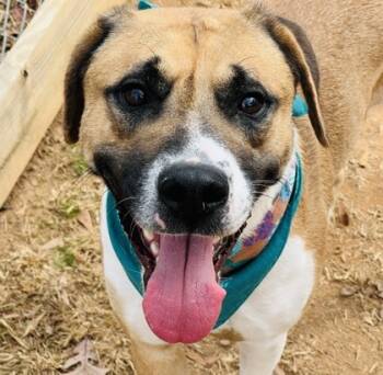 Rescue Mixed Breed Dogs for Adoption in Seneca, South Carolina - Bear $25 | PetCurious