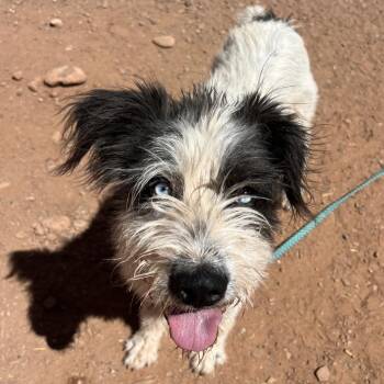 Gatsby -  Mixed Breed Dog for Adoption in Moab, Utah - Gatsby | PetCurious