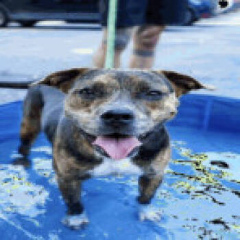 Rescue Mixed Breed Dogs for Adoption in Austin, Texas - Mocha | PetCurious