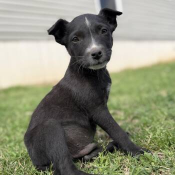 American Staffordshire Terrier Dogs Available for Adoption - Aries | PetCurious