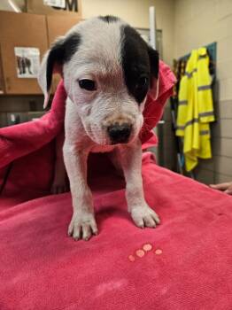 Rescue Labrador Retriever and Mixed Breed Dogs for Adoption in Bossier City, Louisiana - Marshmallow | PetCurious
