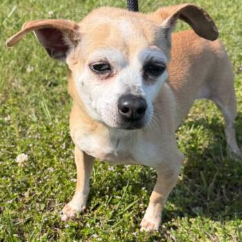 Chihuahua Dogs Available for Adoption in Huntsville, Alabama - Princess | PetCurious