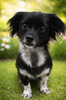 Papillon Dogs Available for Adoption - Daisy | PetCurious