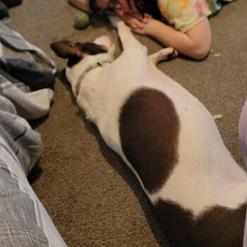 Mixed Breed Dogs Available for Adoption - Rocco | PetCurious