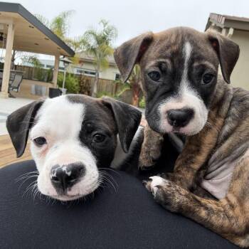 Moab -  Boston Terrier and Mixed Breed Dog for Adoption in San Mateo, California - Moab | PetCurious
