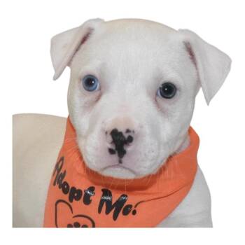 Butter Pecan -  Terrier Dog for Adoption in Springfield, Ohio - Butter Pecan | PetCurious