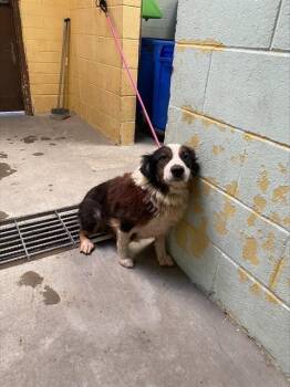 Rescue Australian Shepherd Dogs for Adoption in Stockton, California - INGRID | PetCurious