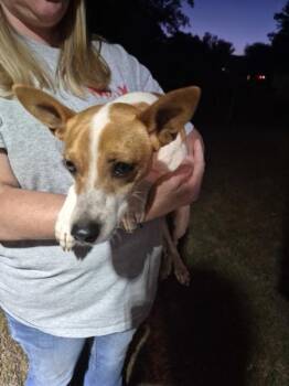 Jack Russell Terrier Dogs Available for Adoption in Lawrenceville, Georgia - Pen 218 Cowboy | PetCurious