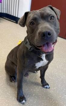COBI -  Pit Bull Terrier Dog for Adoption in Fort Wayne, Indiana - COBI | PetCurious