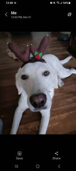 Piper (Valley) -  Labrador Retriever Dog for Adoption in Brewster, New York - Piper (Valley) | PetCurious